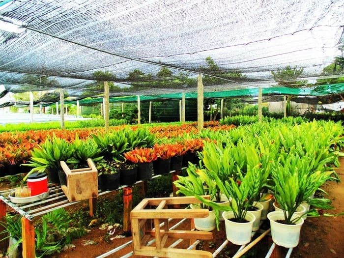 top-10-homestay-dong-thap-danh-cho-cap-doi-03.jpg